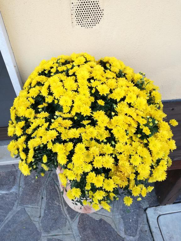The Yellow House Ф'юмічіно Екстер'єр фото